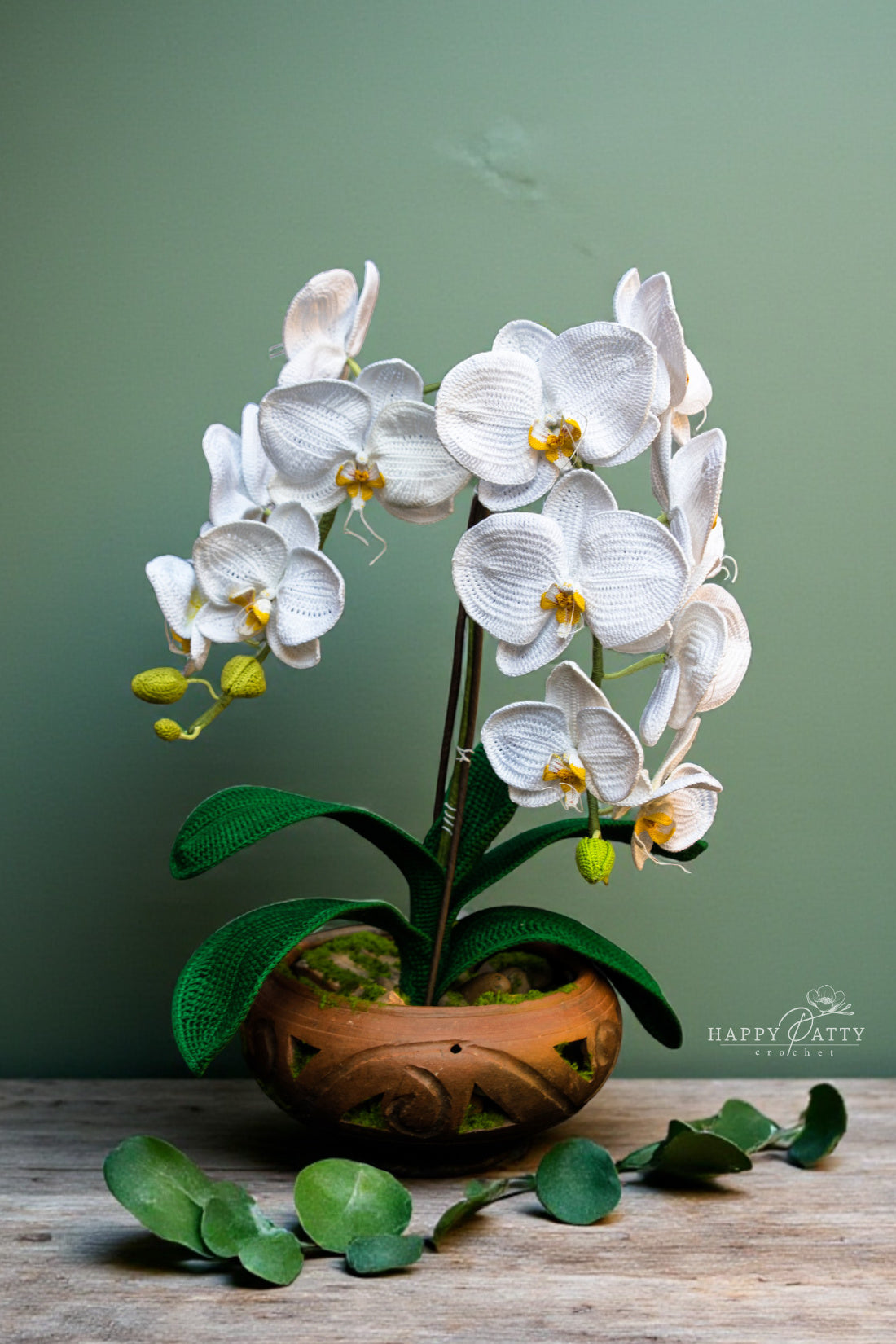 Moth Orchid