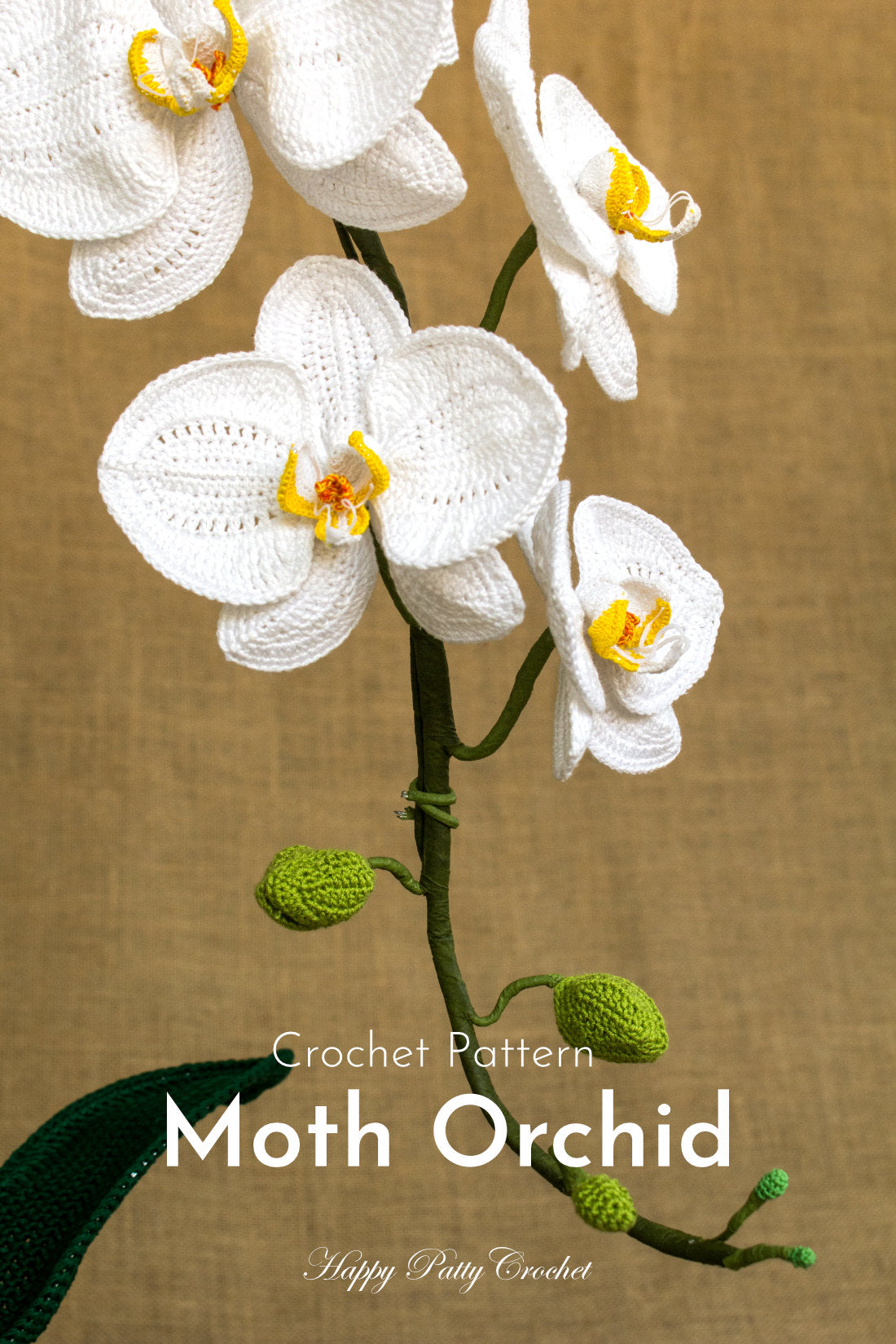 Moth Orchid