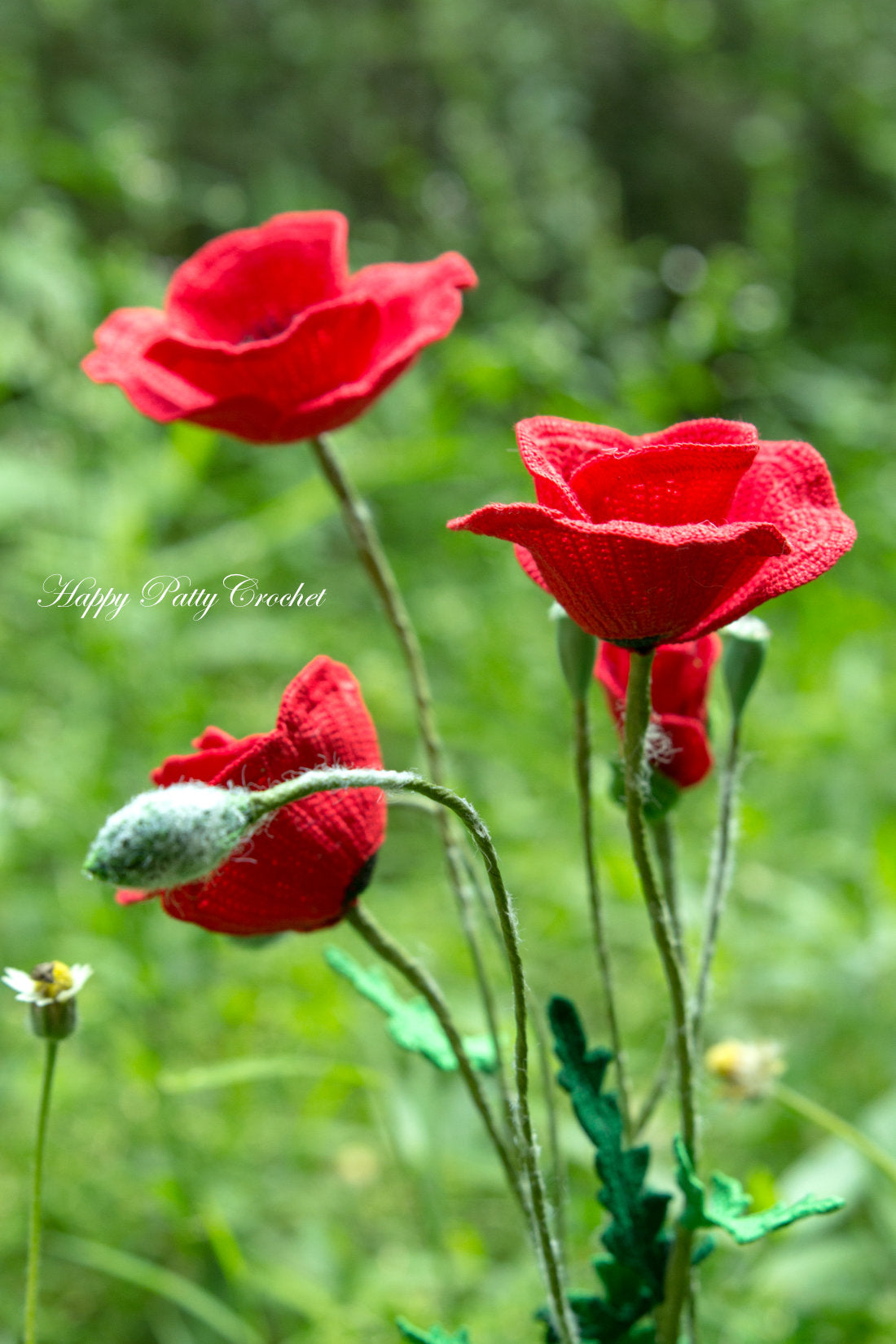 Poppy