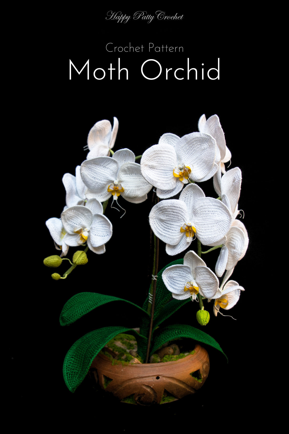 Moth Orchid