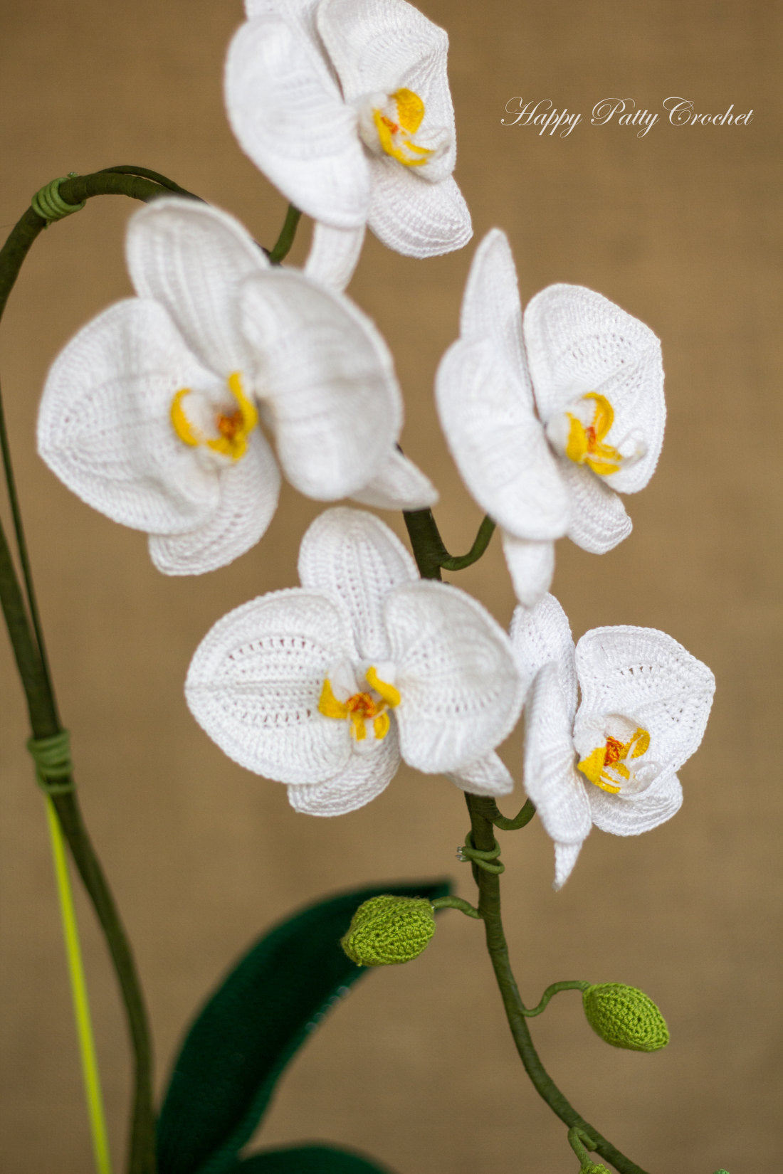 Moth Orchid