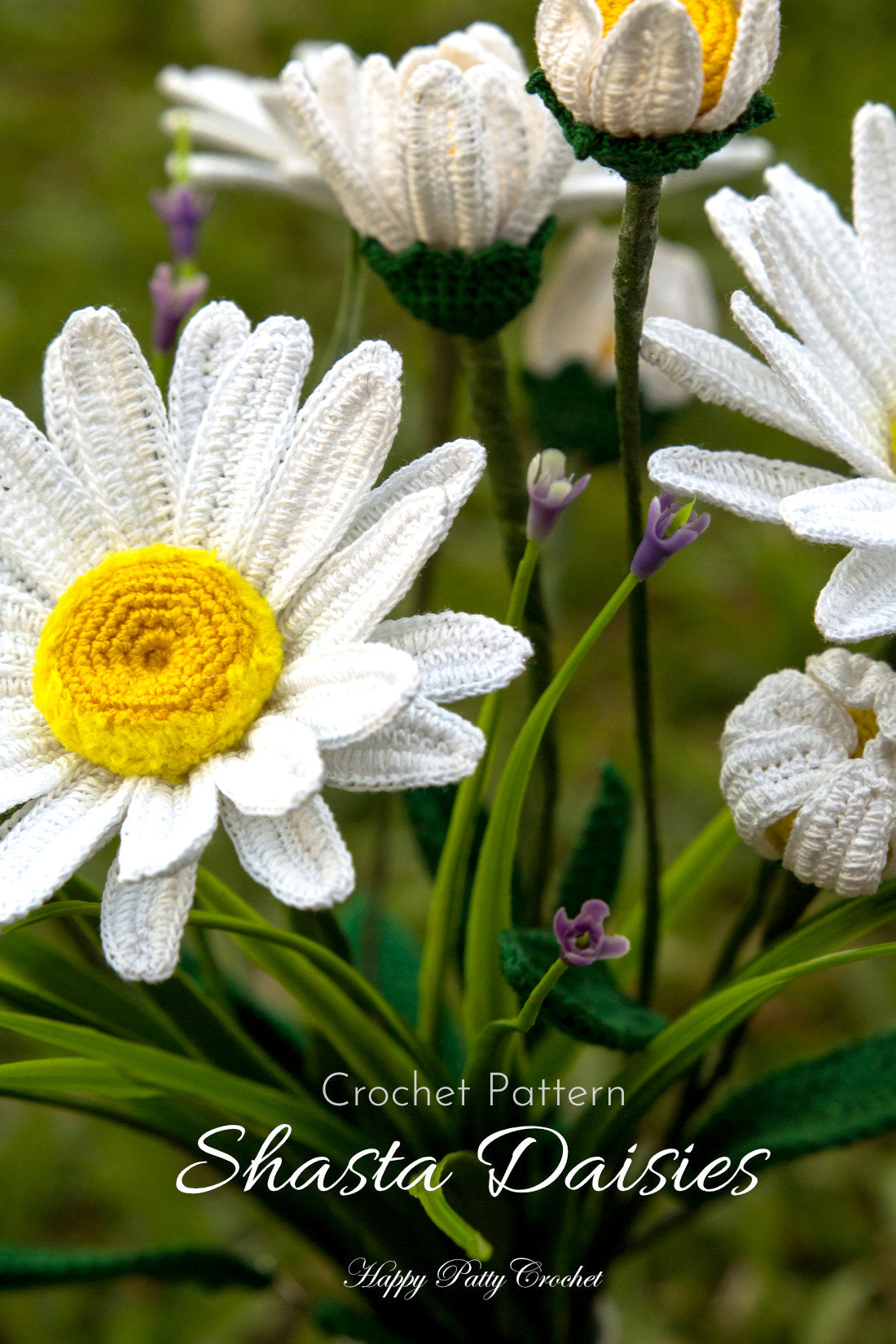 Shasta Daisy